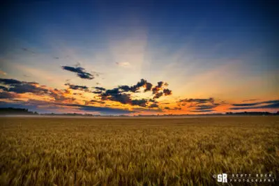 Rural Bruce County Wheat Field Sunrise Wall Art