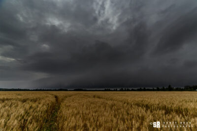 storm over wheat field in rural ontario