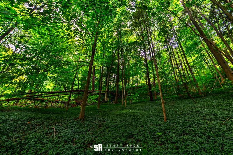 Green Summer Forest Trees near Bruce Peninsula & Georgian Bay