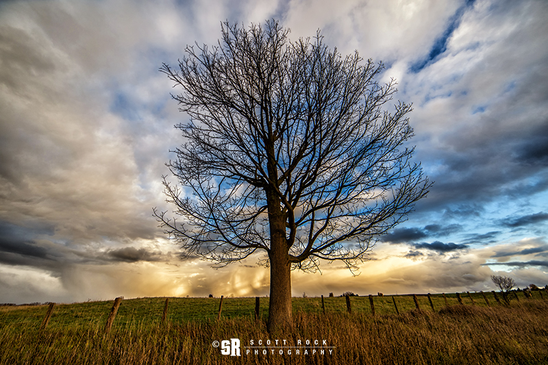 Tree of Dreams Storm Landscape Art Near Bruce Peninsula