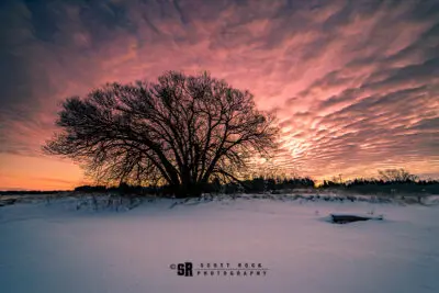 If Trees Could Talk