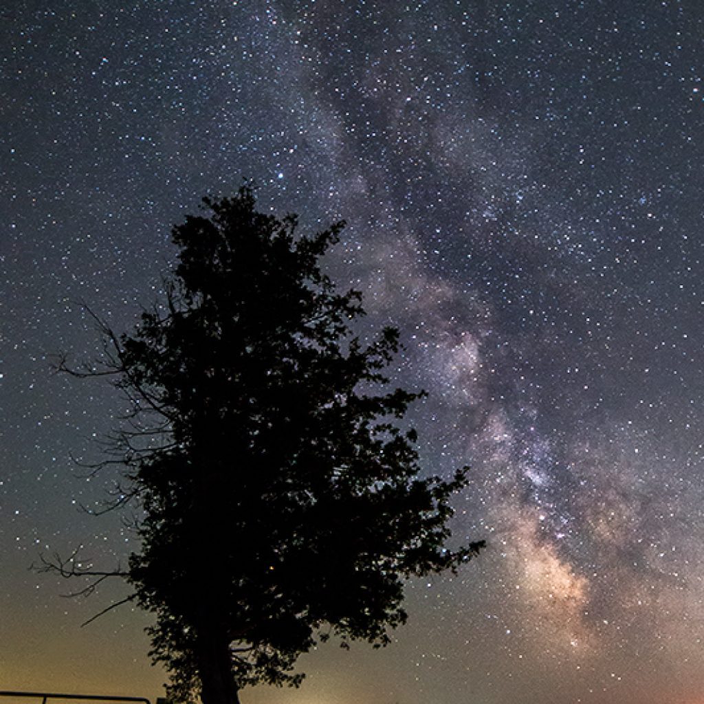 Milky Way Over Tree Near Bruce Peninsula Ontario