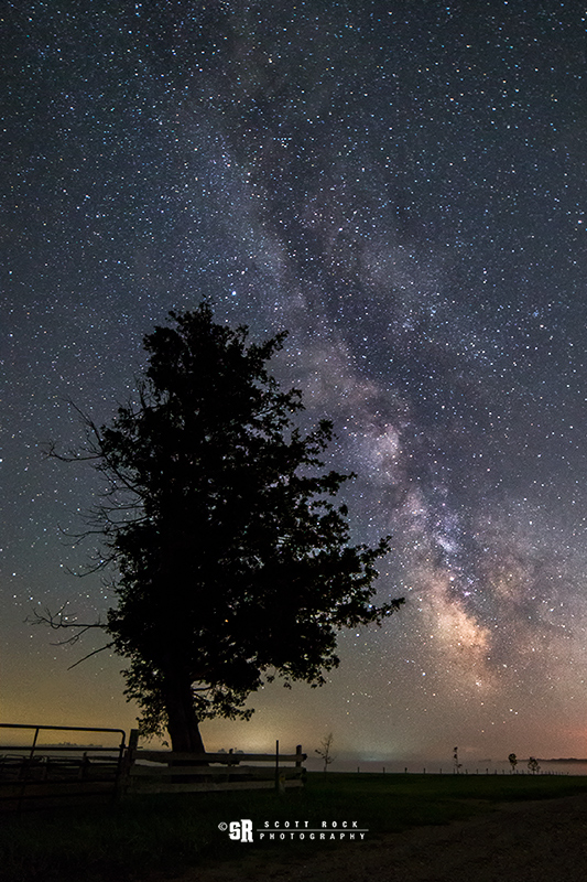 Milky Way Over Tree Near Bruce Peninsula Ontario